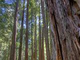 Big Basin Redwood SP 06